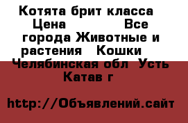 Котята брит класса › Цена ­ 20 000 - Все города Животные и растения » Кошки   . Челябинская обл.,Усть-Катав г.